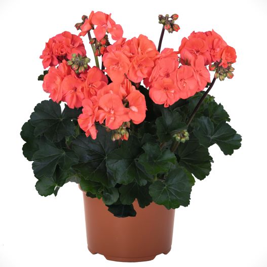 ゼラニウム　サバンナ シリーズ 