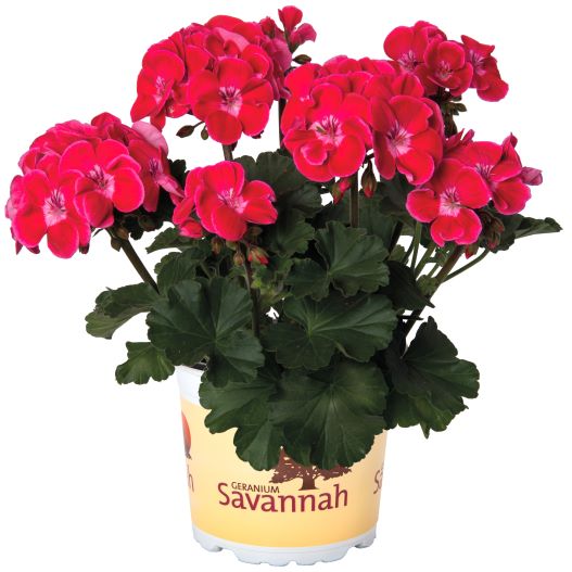 ゼラニウム　サバンナ シリーズ 