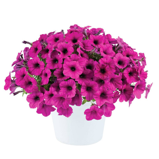 ペチュニア　レイ シリーズ 