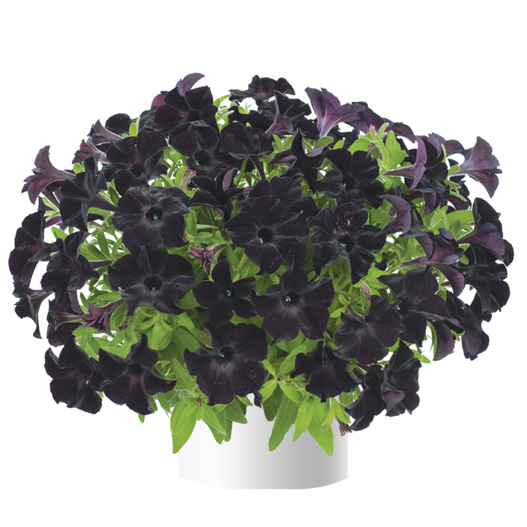 ペチュニア　レイ シリーズ 