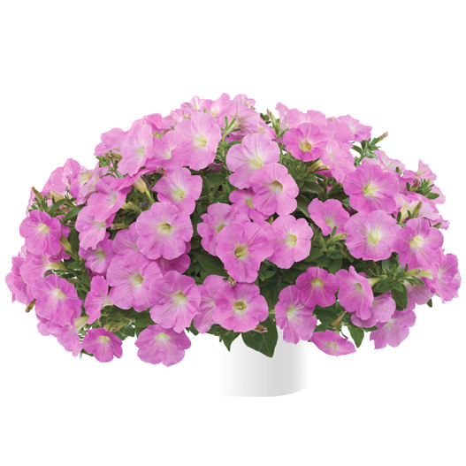 ペチュニア レイ シリーズ｜WEBカタログ｜未来アグリス株式会社|未来