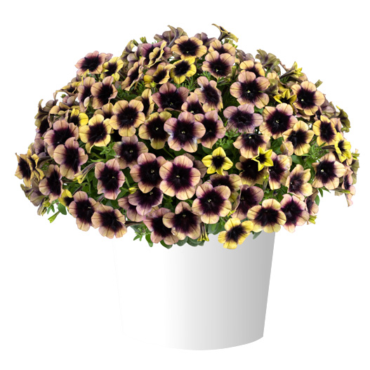 ペチュニア レイ シリーズ｜WEBカタログ｜未来アグリス株式会社|未来