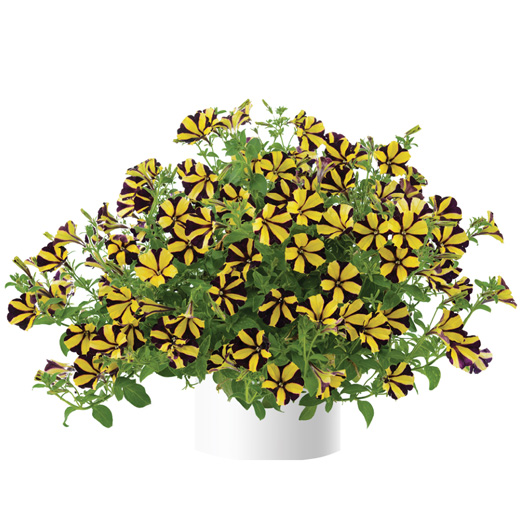 ペチュニア　レイ シリーズ 