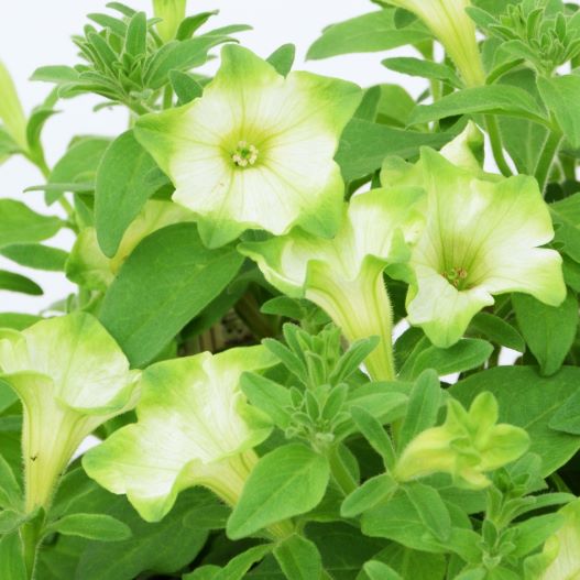 ペチュニア　レイ シリーズ 