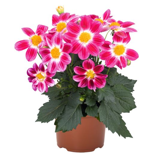 ダリア　サマービーズ 