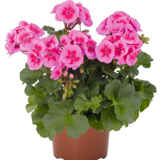 ゼラニウム　サリタ シリーズ 