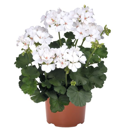 ゼラニウム　サリタ シリーズ 