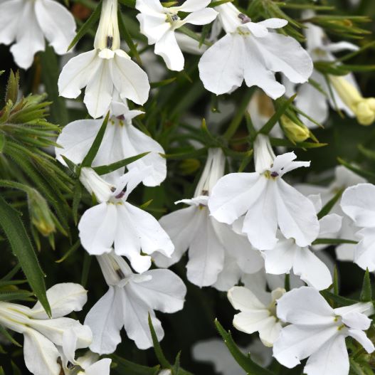 ロベリア　アーリースプリング 