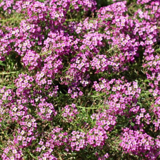 ロブラリア(アリッサム)　ストリーム コンパクト 