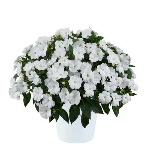 ニューギニアインパチェンス　ソルルナ 