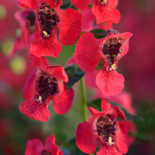 アンゲロニア　アークエンジェル 