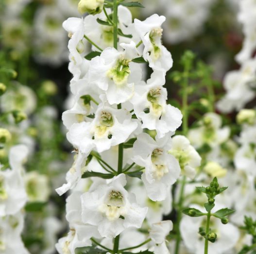 アンゲロニア　アークエンジェル 