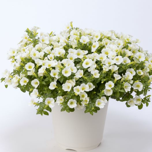 ペチュニア　YES! シリーズ 