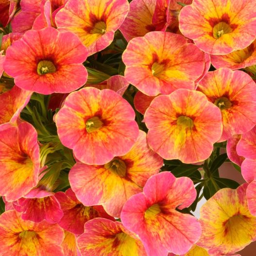 カリブラコア　オンブレ 