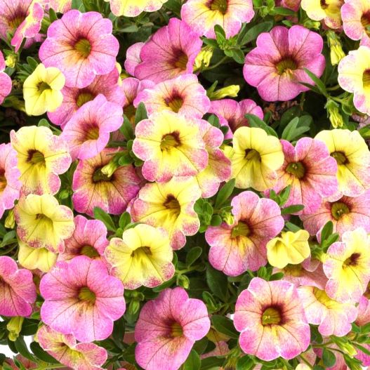 カリブラコア　オンブレ 