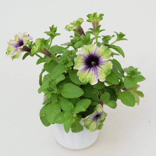 ペチュニア　アマゾナス プラムコカトゥー 