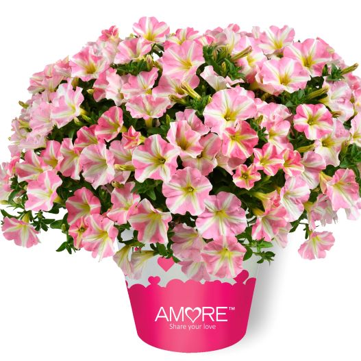 ペチュニア　アモーレ 