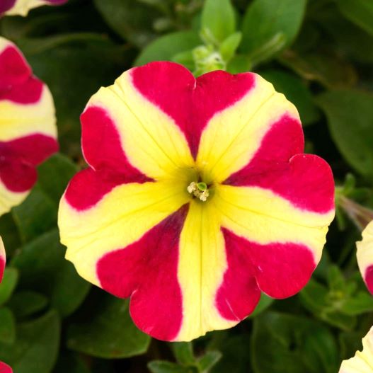 ペチュニア　アモーレ 