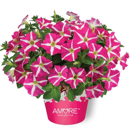 ペチュニア　アモーレ 