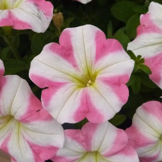 ペチュニア　アモーレ 