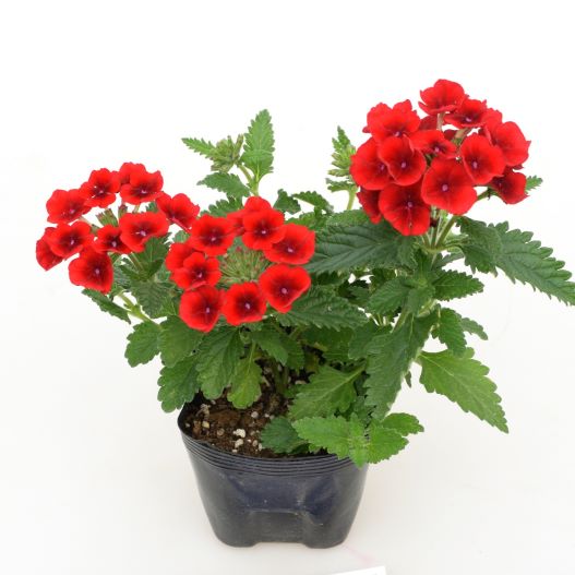 バーベナ　エンプレスフレア 