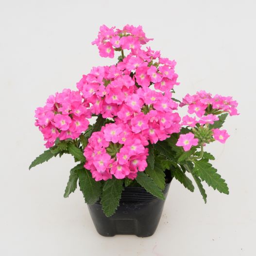 バーベナ　エンプレスフレア 