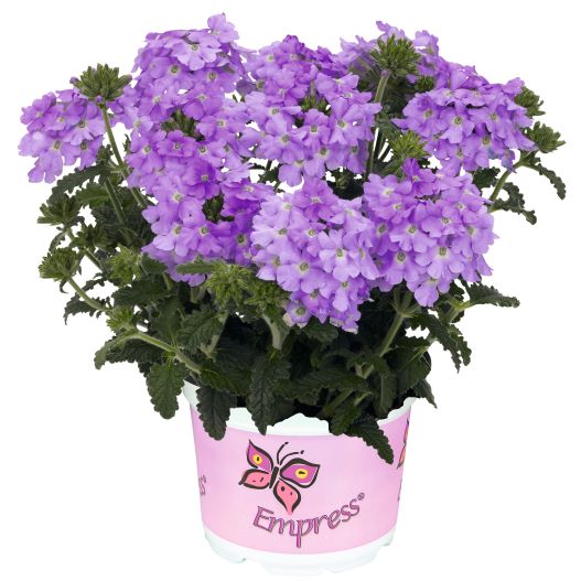 バーベナ　エンプレスフレア 