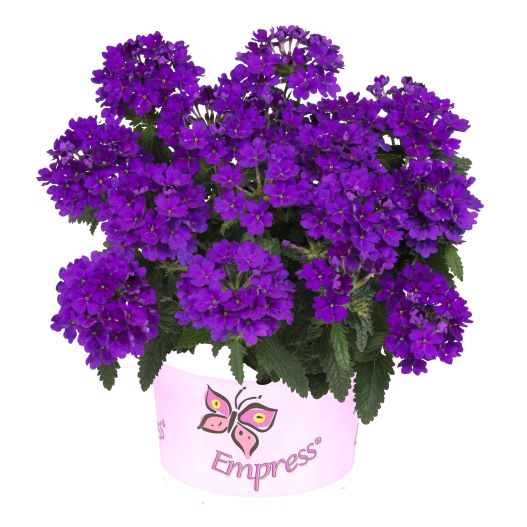 バーベナ　エンプレスフレア 