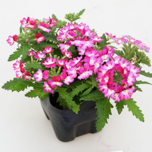 バーベナ　ウィキッド 