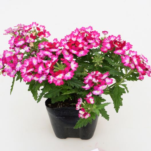 バーベナ　ウィキッド 