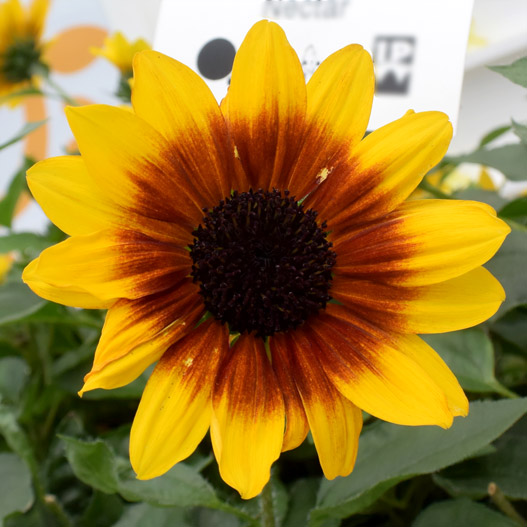 ヒマワリ(ヘリアンサス)　ソルシーカー Helianthus SOL SEEKER