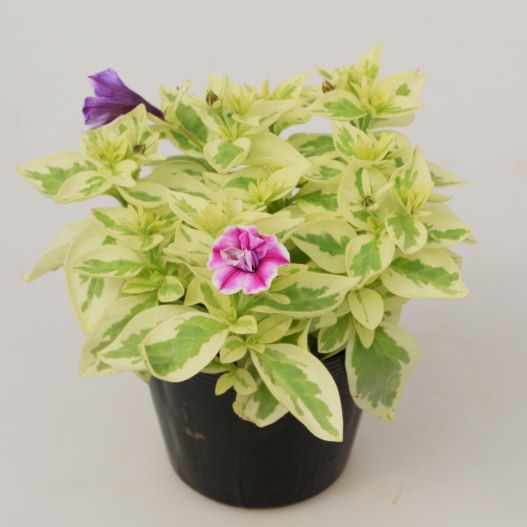 ペチュニア 万葉の美　白妙(しろたえ) 