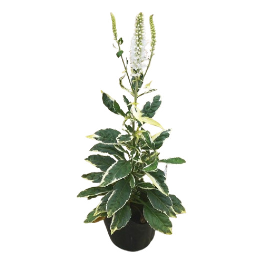 ベロニカ アイシクル　バリエガータ 