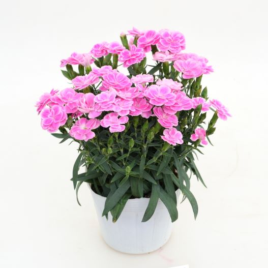 ダイアンサス　スイーツ 