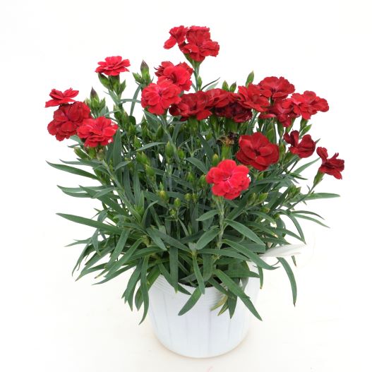 ダイアンサス　スイーツ 