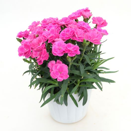 ダイアンサス　スイーツ 