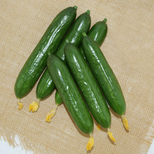 キュウリ べランダキュウリ｜WEBカタログ｜未来アグリス株式会社|未来