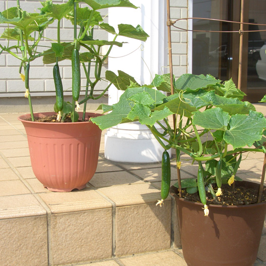 キュウリ　べランダキュウリ 