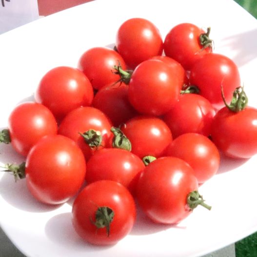 ミニトマト TYドルチェレッド｜WEBカタログ｜未来アグリス株式会社