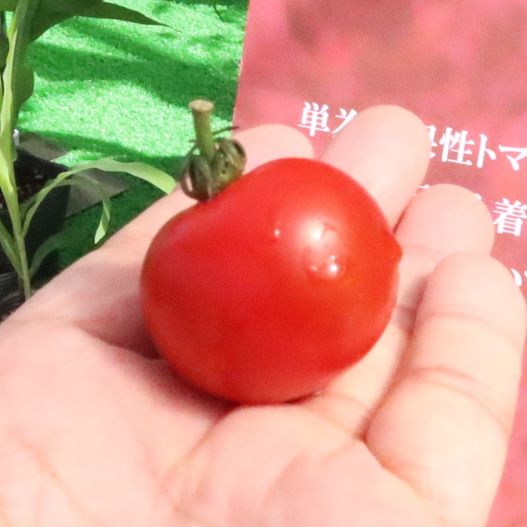 ミニトマト TYドルチェレッド｜WEBカタログ｜未来アグリス株式会社