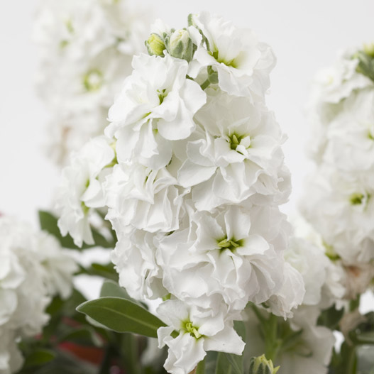 ストック　ベイビー ハイダブル シリーズ 