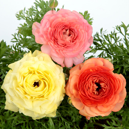 ラナンキュラス F1 ワンダーランドiQ｜WEBカタログ｜未来アグリス株式