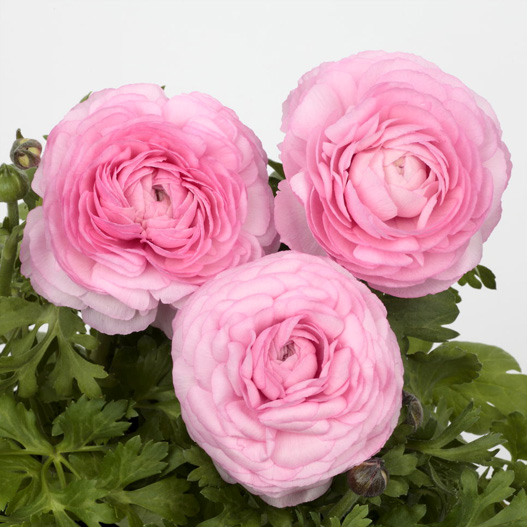 ラナンキュラス F1　ワンダーランドiQ 