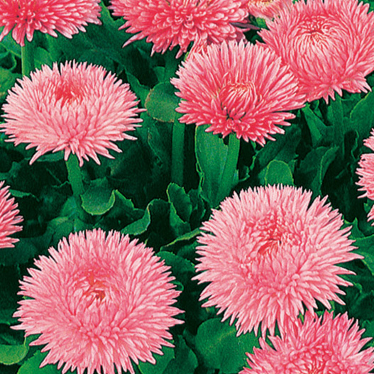 デージー　チロリアンデージー シリーズ 