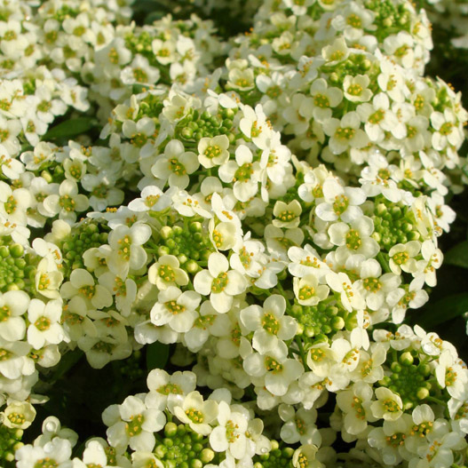 アリッサム　アルール シリーズ 