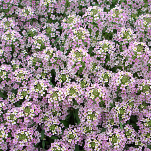 アリッサム　アルール シリーズ 