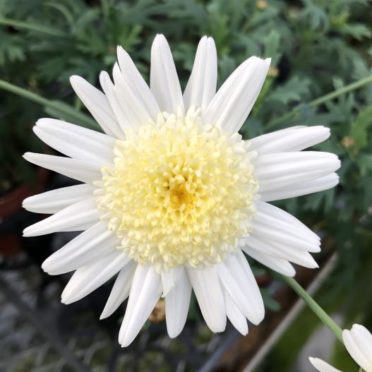 マーガレット　バニラボネット 