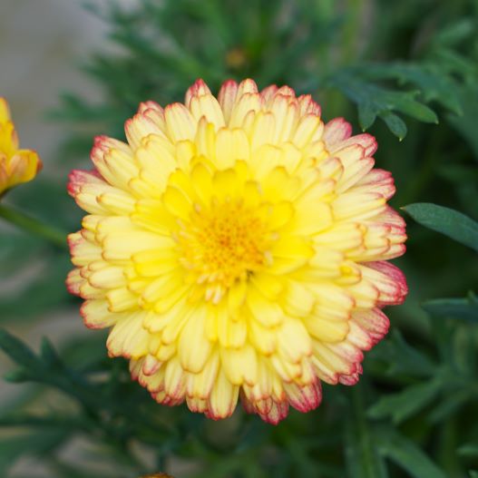 マーガレット　スフレ 