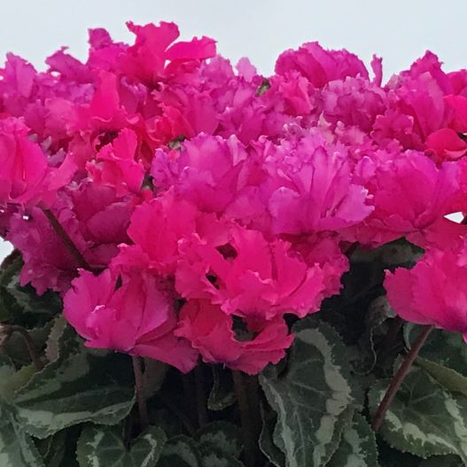 シクラメン　ヴィヴィアン 