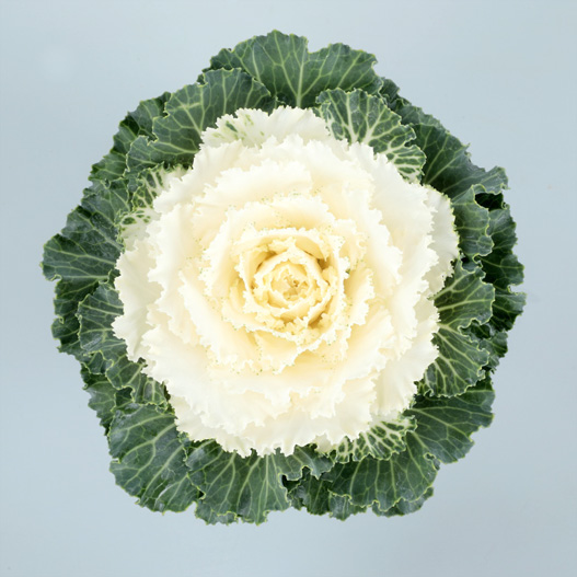 ハボタン　ローブ シリーズ 